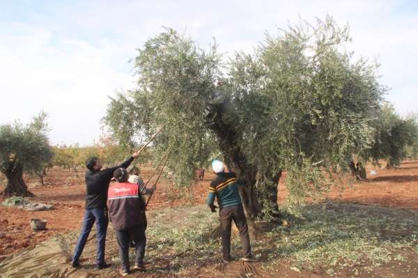 Kilis'te zeytin hasadı sürüyor