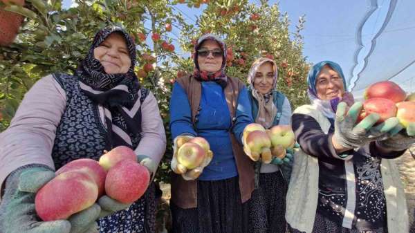 Türkiye'nin elma deposunda son hasat yapılıyor