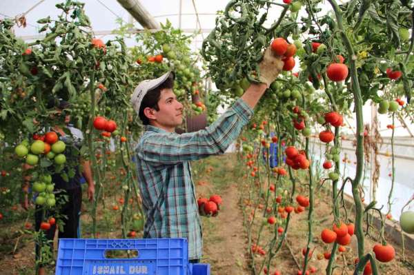 Sebze fiyatında son 3 yılın en iyi Aralık ayı - Antalya haber