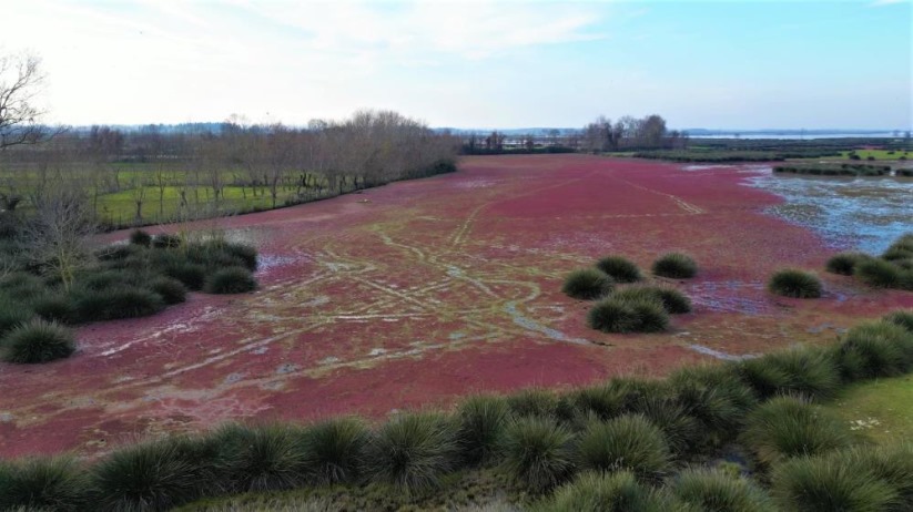 Kızıla bürünen Kızılırmak Deltası tablo gibi