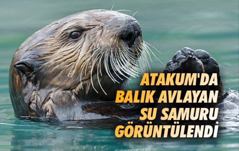 Atakum'da balık avlayan su samuru görüntülendi