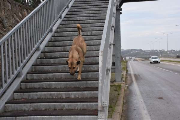 Akıllı köpekten üst geçit dersi