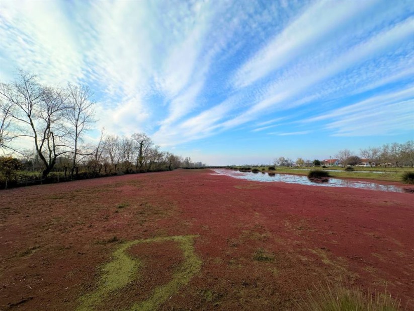 Kızıla bürünen Kızılırmak Deltası tablo gibi