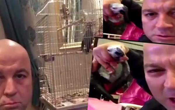 İşkenceye Uğrayan Papağan Öldü!