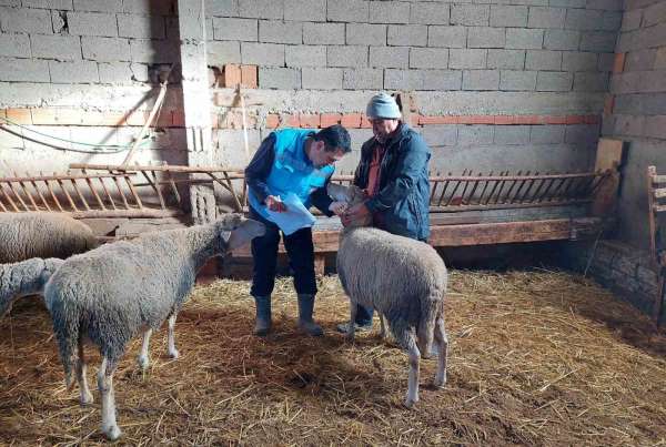 Hisarcık'ta koyun, keçi sayımı ve buzağı küpeleme çalışmaları