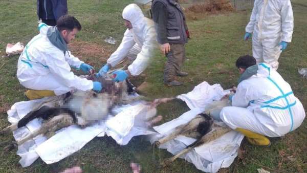 Sinop'ta küçükbaş hayvan ölümlerinin nedeni belli oldu