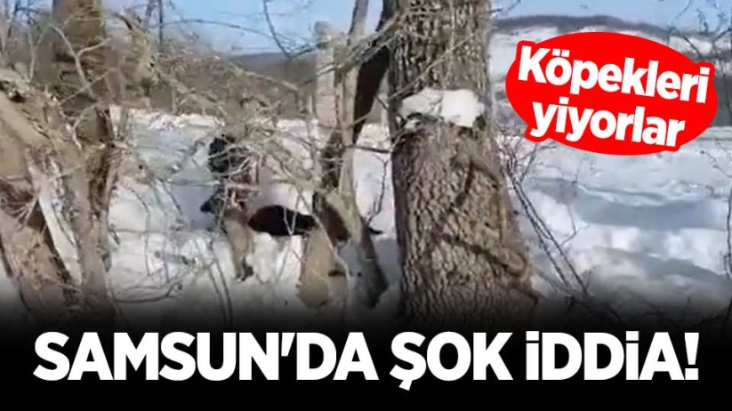 Samsun'da şok iddia! Köpekleri yiyorlar