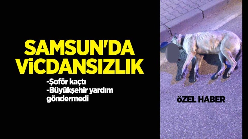 Samsun'da vicdansızlık! Çarpıp kaçtı