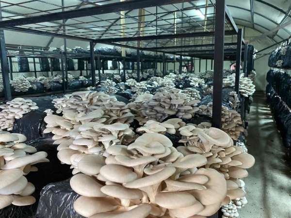Ordu'da kültür mantarı üretimi yaygınlaşıyor