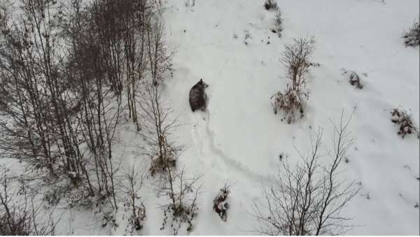 Kış uykusuna yatamayan ayı dron ile görüntülendi