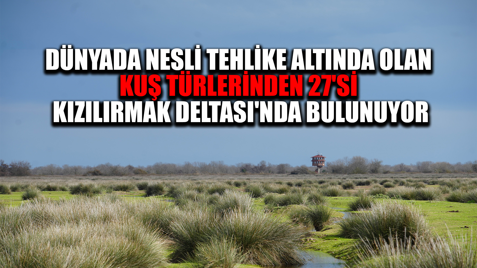Dünyada nesli tehlike altında olan kuş türlerinden 27'si Kızılırmak Deltası'nda bulunuyor