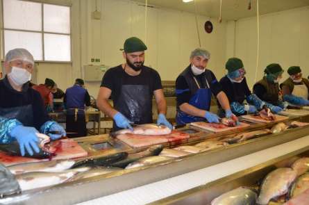 Türkiye dünyanın dörtte üçüne su ürünleri ihraç ediyor 