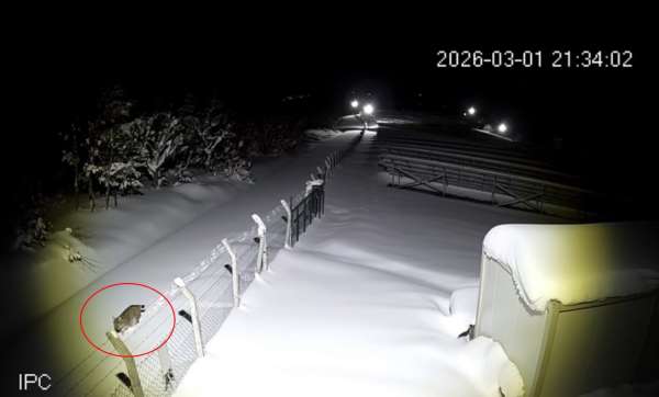 Ordu'da nesli tükenmekte olan vaşak görüntülendi