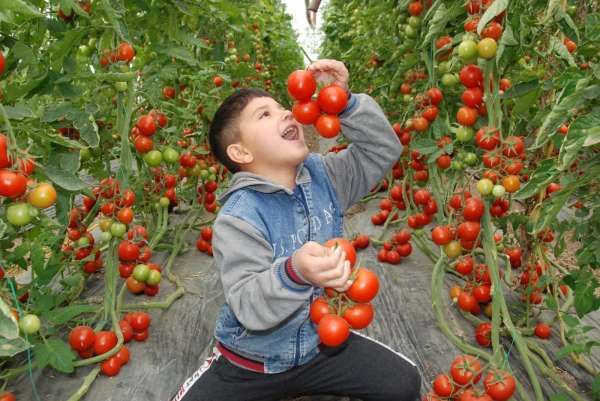 Silifke'de 30 bin ton örtü altı domates rekoltesi bekleniyor