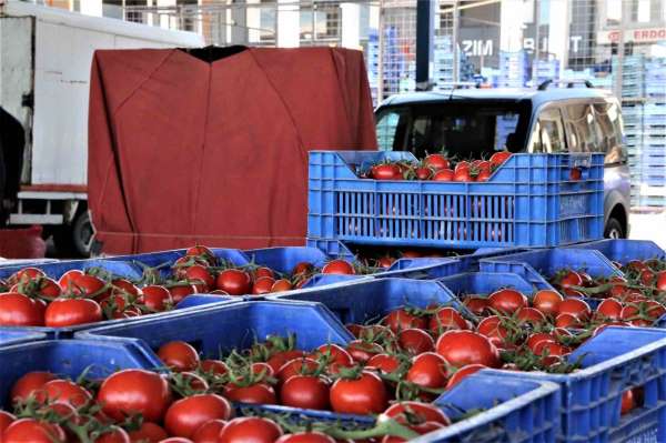 Antalya'da halinde domatesin miktarı arttı, fiyatı düştü