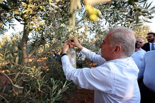 Denizli'de zeytin üreticilerine biyoteknik mücadele desteği verilecek