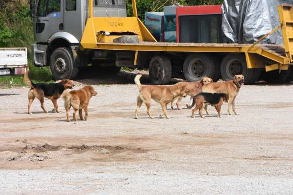 Sinop'ta vatandaşlara saldıran sokak köpekleri toplandı