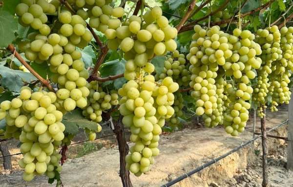 Sarıgöl'de 'Sonbaharın Kralı' üzüm türü yaygınlaşıyor