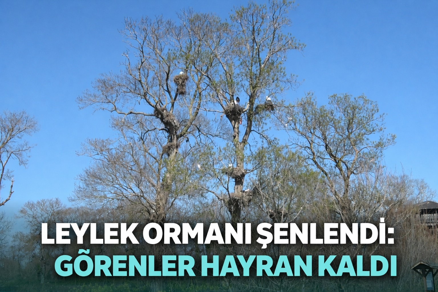 Leylek Ormanı şenlendi: Görenler hayran kaldı