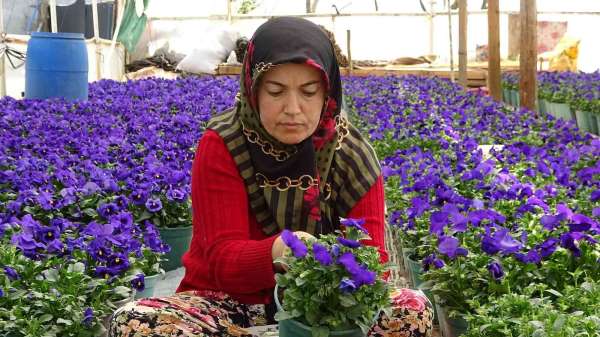 Köylü kadınlar yılda 6 milyon liralık tohum yetiştiriyor - Bursa haber