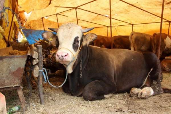 Sivas'ta kurbanlık fiyatları belirlendi