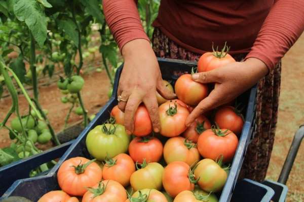 Antalya'da domates çiftçinin yüzünü güldürdü - Antalya haber