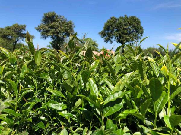 Rize'de hava şartlarının olumsuz etkilediği çay hasadında Ziraat Odası'ndan üreticilere 'Acele etmeyin' uyarıs