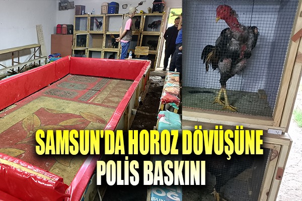 Samsun'da horoz dövüşüne polis baskını