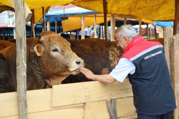 Samsun'da Kurban Bayramı öncesi hayvan sağlığı ve satış denetimleri