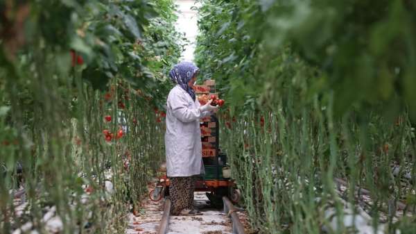 Türkiye'nin jeotermal sera alanı yüzde bin 500 büyüyebilir