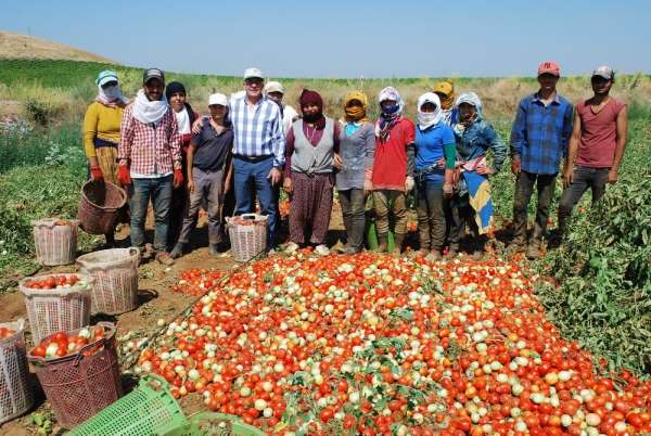 Salçalık domateste üretim arttı 