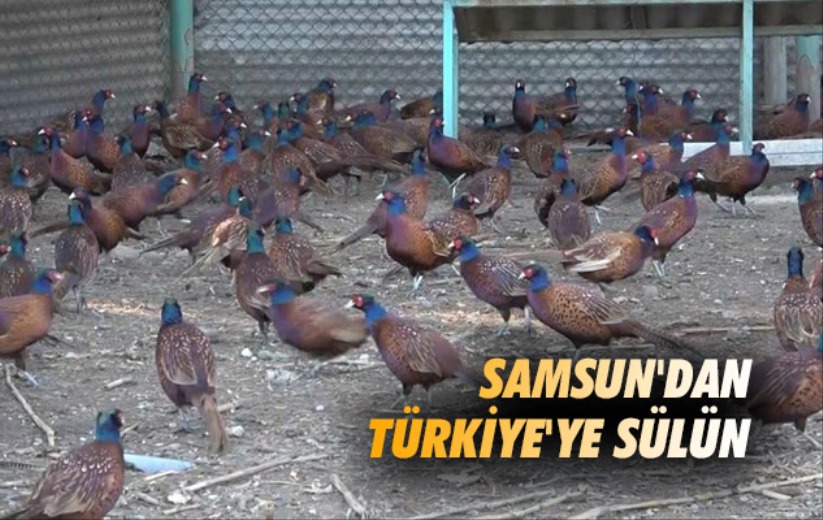 Samsun'dan Türkiye'ye sülün