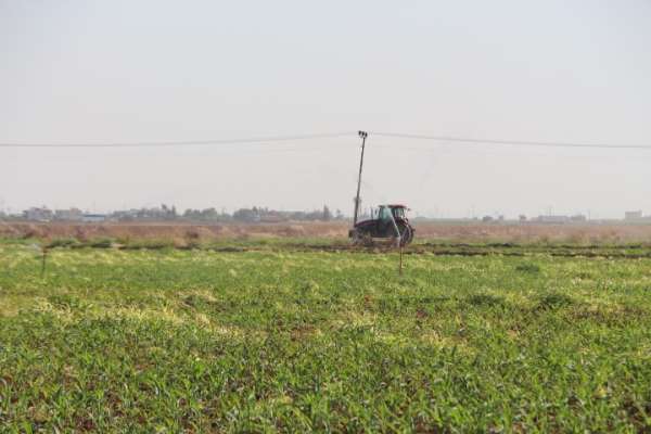 Mardin'de ikinci ürün olan mısır bir ay gecikmeli ekildi