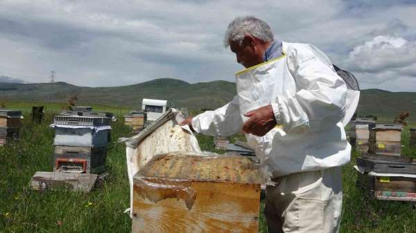 Ardahan'da coğrafi işaretli bal hasadı başladı; 450 ton bal üretimi bekleniyor