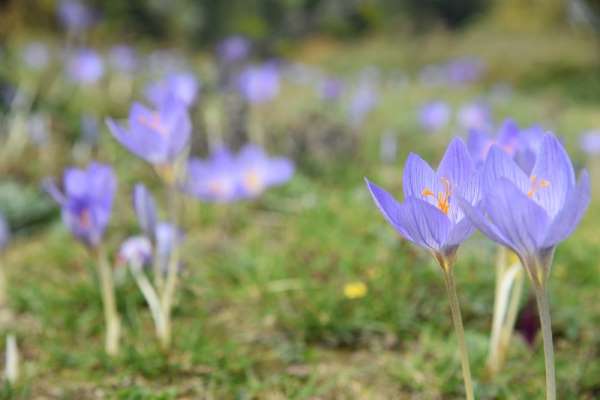 'Vargit' çiçekleri açtı, yaylacılara yol göründü
