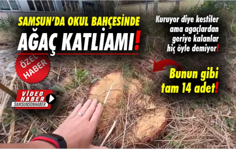 Samsun'da okul bahçesinde ağaç katliamı!