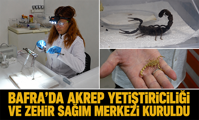 Bafra'da akrep yetiştiriciliği ve zehir sağım merkezi kuruldu