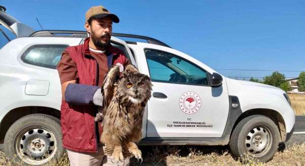 Yaralı puhu kuşu koruma altına alındı
