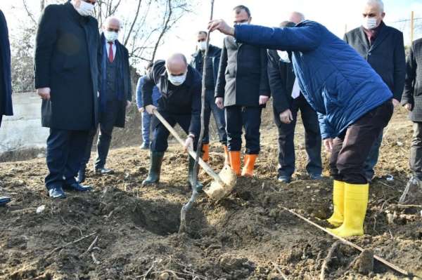 Bafra'da zeytincilik ve cevizcilik yaygınlaşıyor