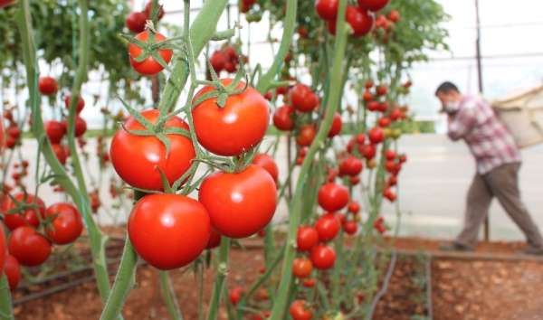Rusya'nın kotayı arttırması domates piyasasını umutlandırdı 