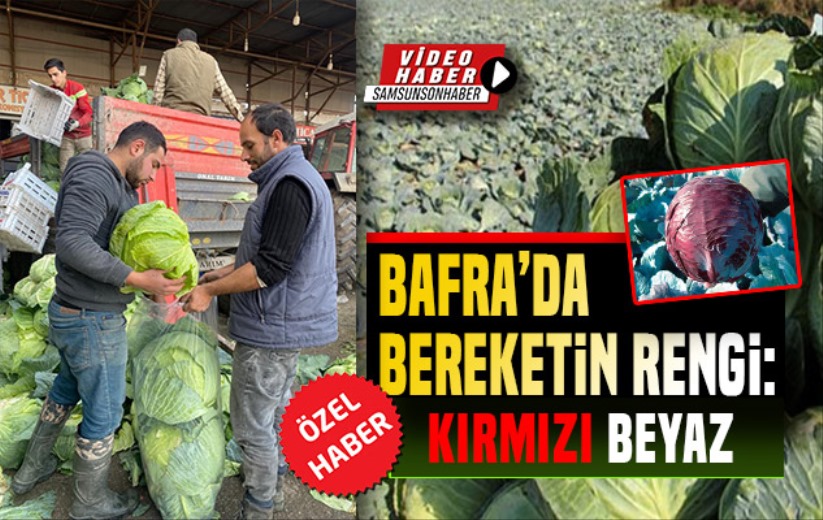 Bafra'da bereketin rengi: kırmızı ve beyaz!