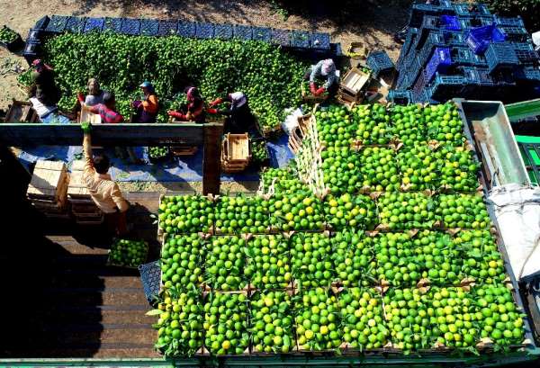 Adana'da mandalina hasadı başladı 