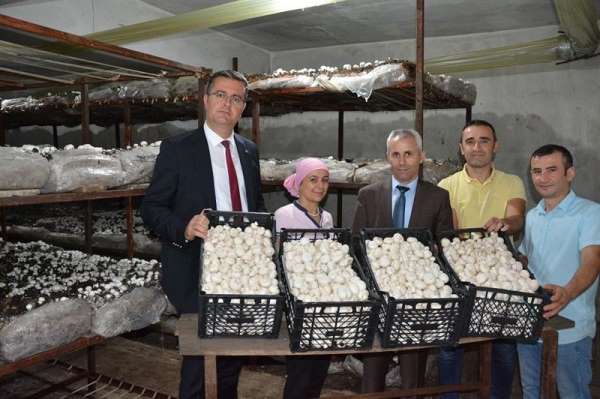 Ordu'da mantar üretimi artıyor 