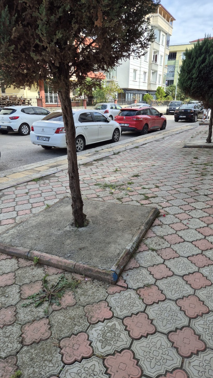 Samsun'da ağaçların diplerine birer birer beton döküldü!