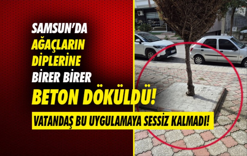 Haberimiz sonrası belediye harekete geçti: Ağaçlar kurtuldu!