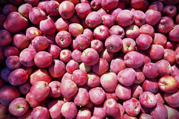 Ege'nin elma deposu Denizli'de üreticinin yüzü gülüyor