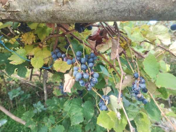 Giresun'da geleneksel kokulu üzüm pekmezi kazanları kaynadı