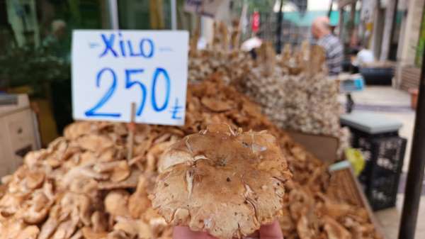 Tezgahlarda tirmit bolluğu: Fiyatı düştü