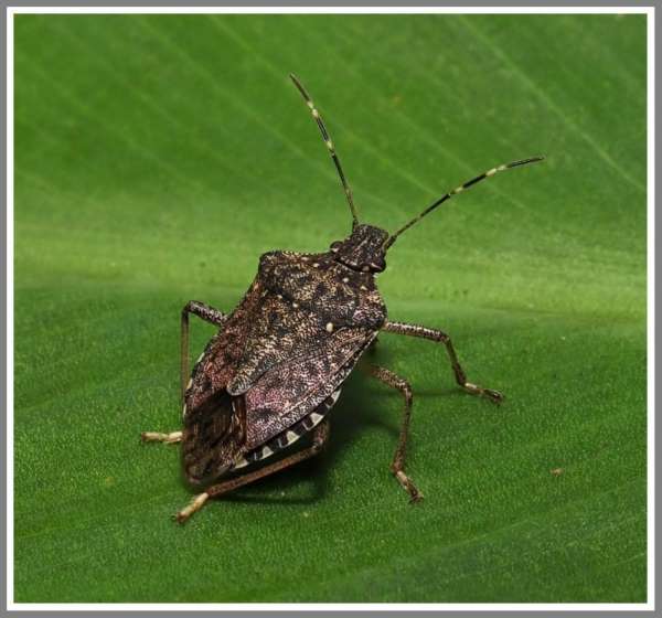 'Kahverengi Kokarca' böceği özellikle fındık bahçelerini tehdit etmeye devam ed