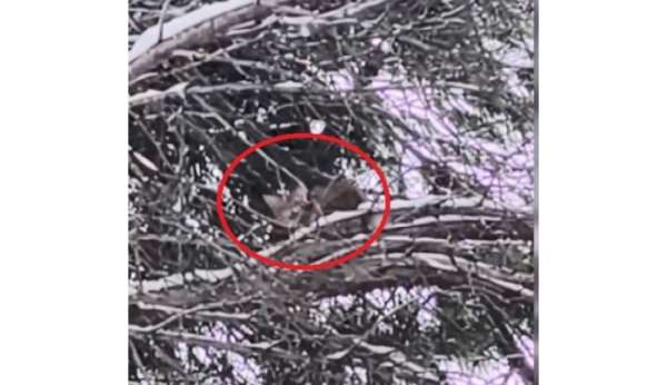 15 saat ağaçta mahsur kalan kediyi itfaiye kurtardı